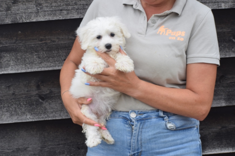Maltezer (teef) 50764