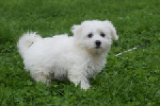 Maltezer (teef) 50764