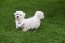 Maltezer (teef) 50764