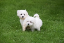Maltezer (teef) 81085