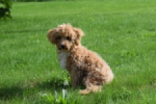 Maltipoo (reu) 64731