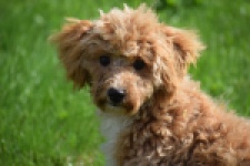 Maltipoo (reu) 64731