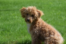 Maltipoo (reu) 64731
