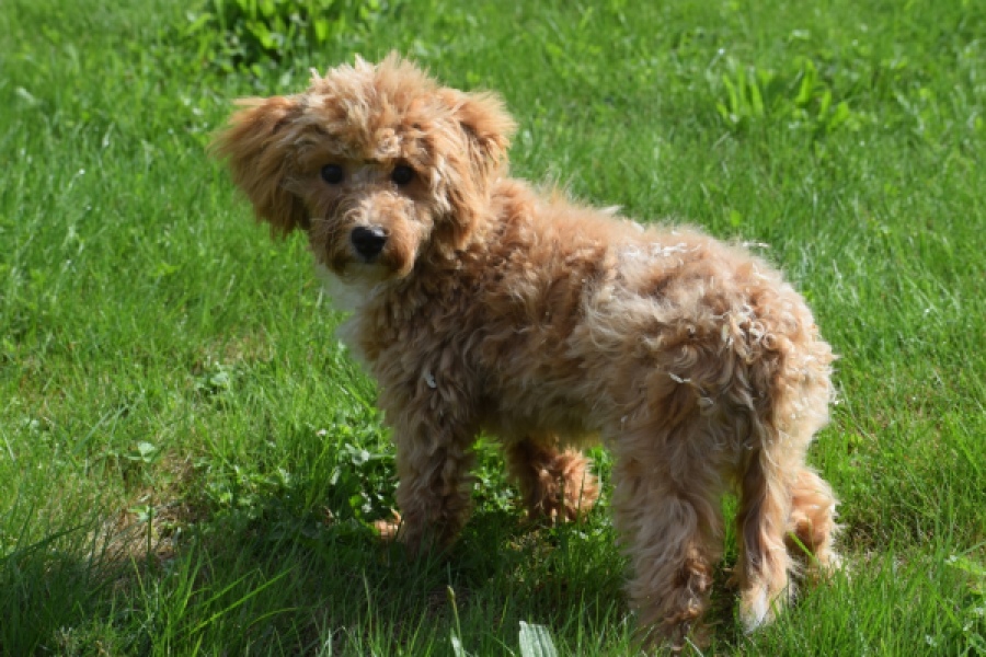 Maltipoo (reu) 64731