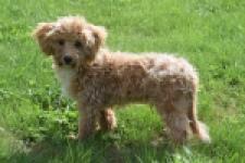 Maltipoo (reu) 64731