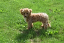 Maltipoo (reu) 64731