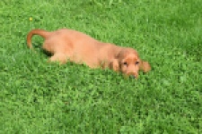 Engelse cocker spaniel (teef) 07006