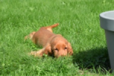 Engelse cocker spaniel (teef) 07006