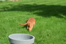 Engelse cocker spaniel (teef) 07006
