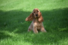 Engelse cocker spaniel (teef) 07006
