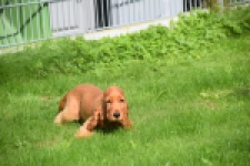 Engelse cocker spaniel (teef) 07006