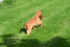 Engelse cocker spaniel (teef) 07006