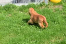 Engelse cocker spaniel (teef) 07006