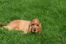 Epagneul Cocker Anglais (teef) 07010