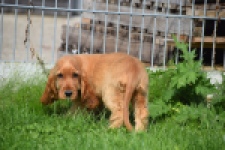 Epagneul Cocker Anglais (teef) 07010