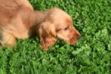 Epagneul Cocker Anglais (reu) 07179