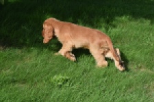 Epagneul Cocker Anglais (reu) 07179