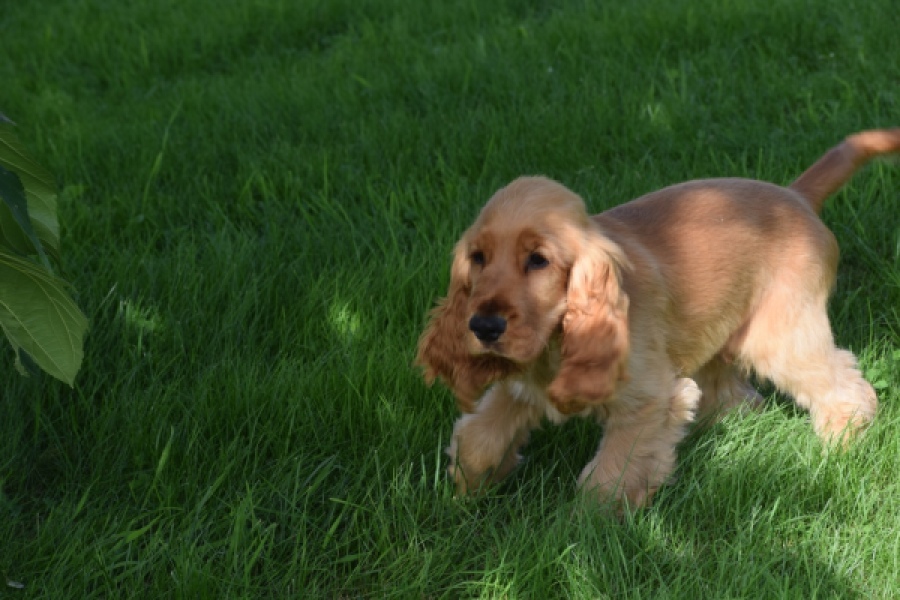 Epagneul Cocker Anglais (reu) 07179