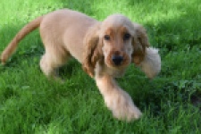 Epagneul Cocker Anglais (reu) 07179
