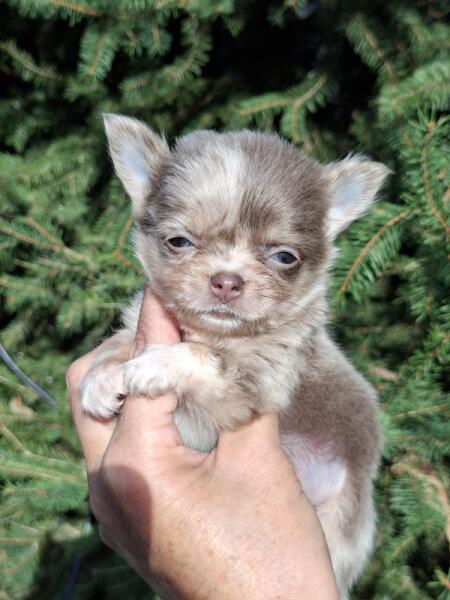 Chihuahua nestje 