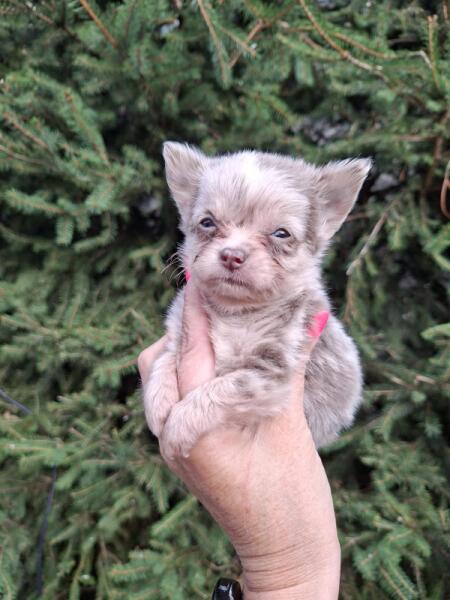 Chihuahua nestje 