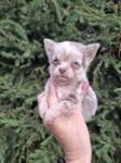 Chihuahua nestje 
