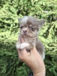 Chihuahua nestje 