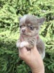 Chihuahua nestje 