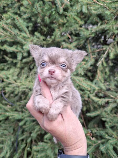 Chihuahua nestje 