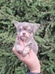Chihuahua nestje 