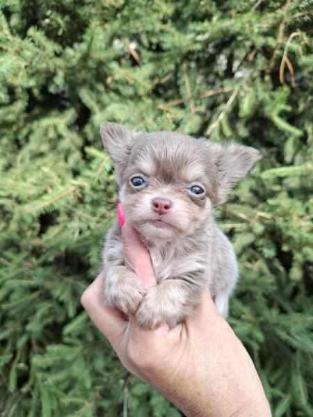 Chihuahua nestje 