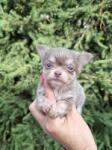 Chihuahua nestje 