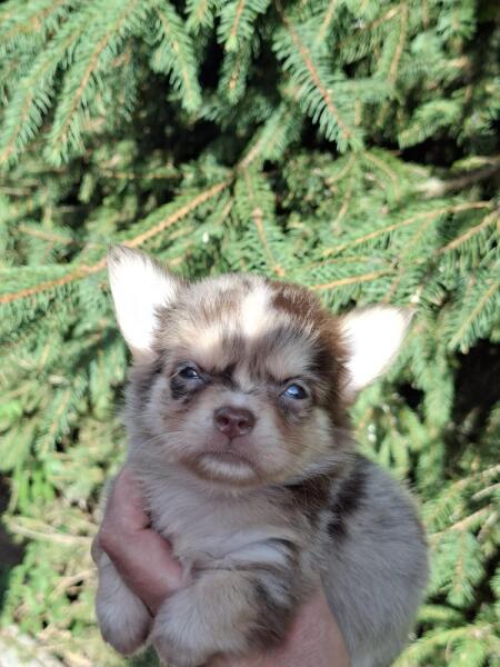 Chihuahua nestje 