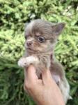 Chihuahua nestje 