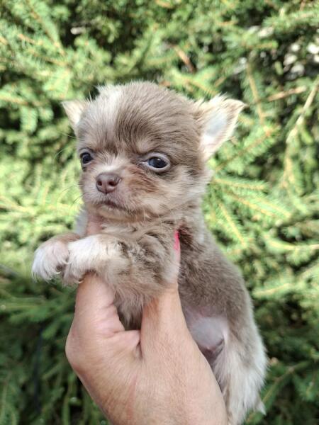 Chihuahua nestje 