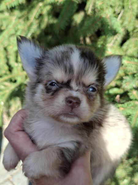 Chihuahua nestje 