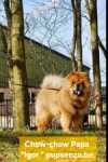 Chow chow nestje 
