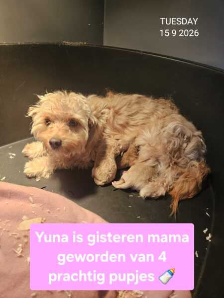 Maltipoo 