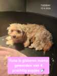 Maltipoo 