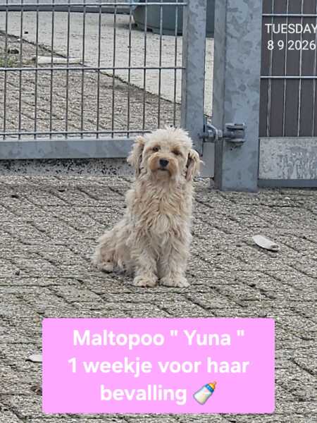 Maltipoo 