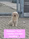 Maltipoo 
