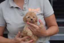 Caniche (teef) 83542
