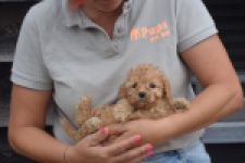 Caniche (teef) 83542