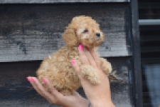 Caniche (teef) 83542