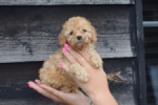 Caniche (teef) 83542
