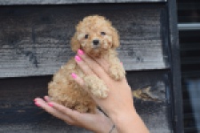 Caniche (teef) 83542