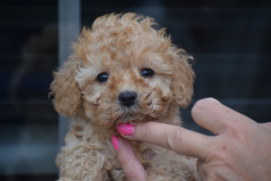 Caniche (teef) 83542