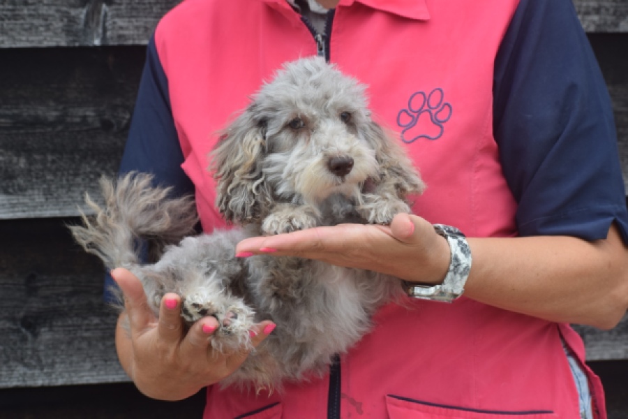 Caniche (reu) 60380