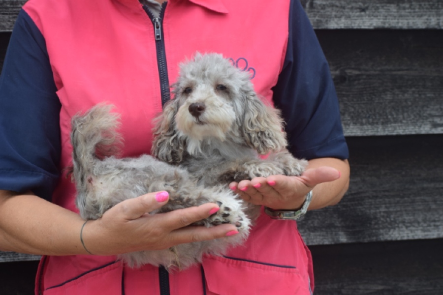 Caniche (reu) 60380