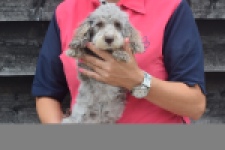 Caniche (reu) 60380